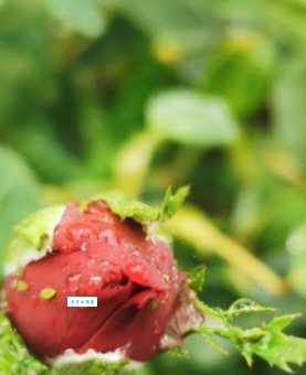 北巷栀酒的含义是什么？看了你就知道这个名字的寓意！