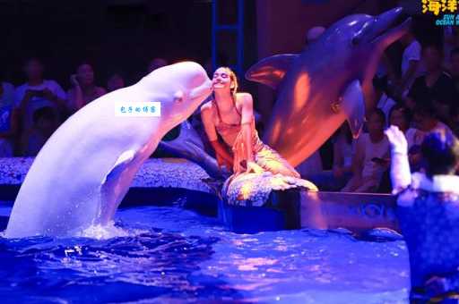 大连圣亚海洋世界门票多少钱？最新优惠价格一览！