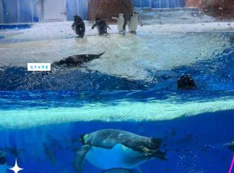 成都海昌极地海洋世界怎么玩？超详细游玩攻略来了！