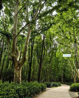 共青森林公园地址更新了吗？本地人教你最快到达方法！