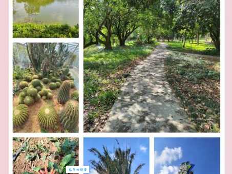 湛江南亚热带植物园有什么特别的？这几种植物很有趣！