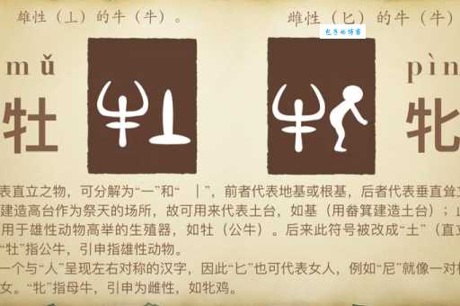 牝鸡司晨打一精准生肖的含义,看完这些解释你就明白了!