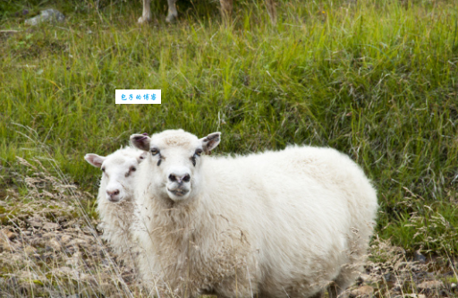 暴风骤雨打一生肖的答案，看完分析你就彻底明白了！