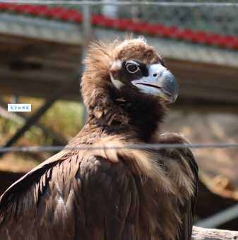 眉清目秀打一准确动物，这几种动物长相最清秀！