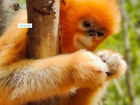 眉清目秀打一准确动物，这几种动物长相最清秀！