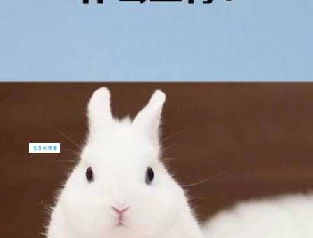 花红柳绿打一准确生肖是什么动物?看完你就彻底明白了!