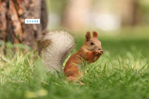 红袖点灯打一最准动物的含义解析，看完你就明白该选谁了！