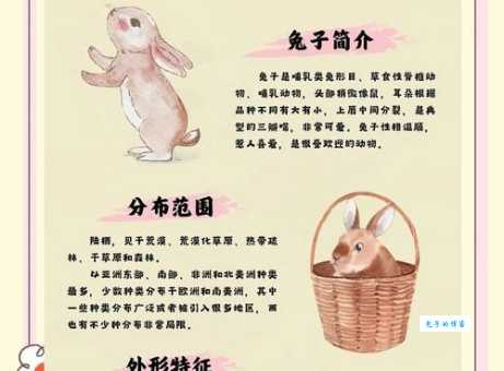 动如脱兔打一最佳生肖的由来，带你深入了解传统文化！