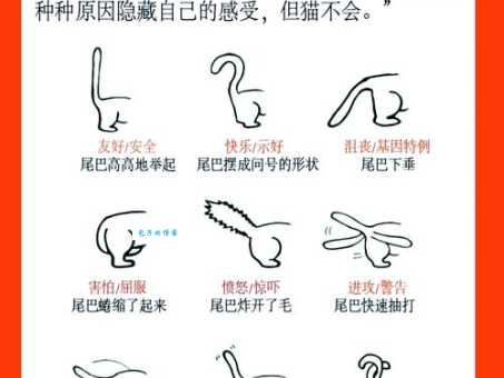 日上三竿打一正确动物是什么？带你了解背后的解析！