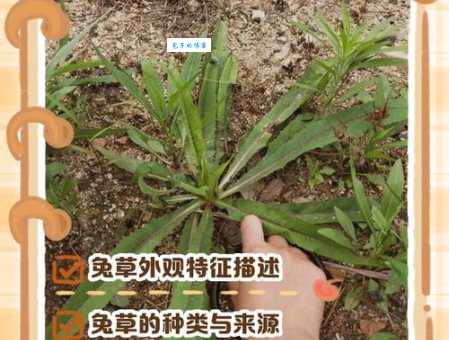 大地回春打一最佳动物是哪个?民间高手解析生肖兔!