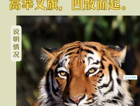 翩翩起舞打一生肖的生肖是什么？快来揭晓最终谜底！