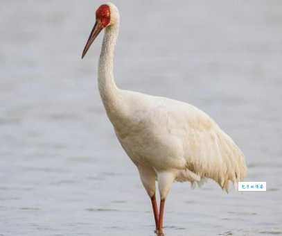 云中白鹤指什么生肖及动物？看完这个解释你就明白了