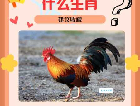 过时黄花是什么生肖的解释？深度剖析生肖背后的成语典故！