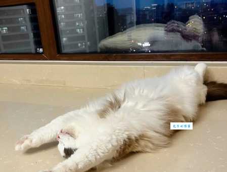 五体投地打一准确动物是什么？看完你就知道答案了！