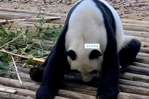 五体投地打一准确动物是什么？看完你就知道答案了！