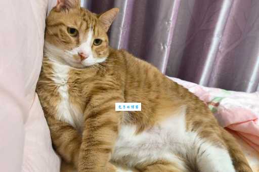 揭晓鹤发童颜打一生肖正确答案，这几个特征越看越像它！