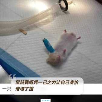 鸡栖凤巢是指什么生肖？揭秘背后的生肖谜底与故事