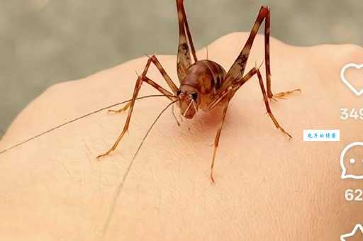 蛛丝马迹的马一开始指的是什么？带你了解这个词的历史由来！