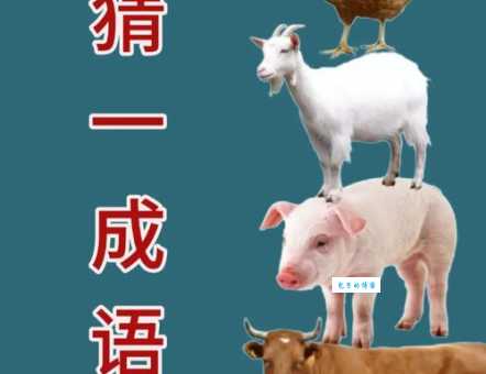 高枕无忧打一准确生肖是什么动物?这几种猜法很准!