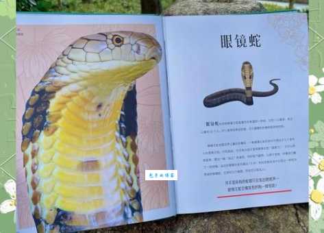 什么动物不会眨眼睛？盘点这些不需要眨眼的生物！