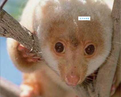 什么动物不会眨眼睛？盘点这些不需要眨眼的生物！