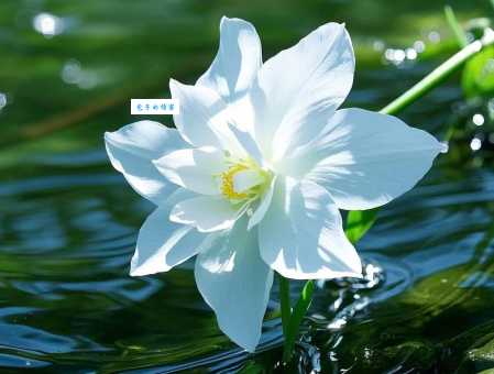 惊蜇是什么意思?春雷响起万物复苏的真正含义