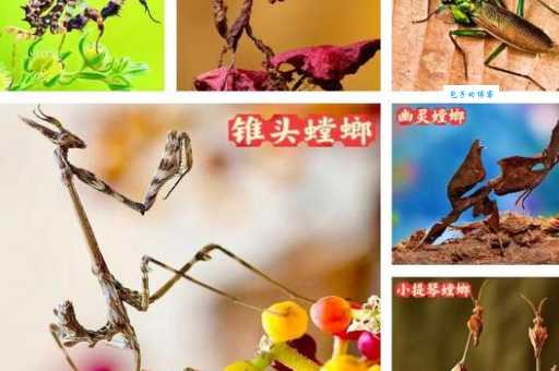 蛇为什么怕螳螂？带你了解这种凶猛昆虫的捕猎本领！