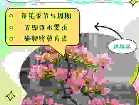 花儿为什么会开？影响开花的关键因素有哪些