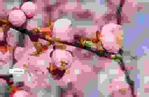 为什么老有人说红杏出墙乐呵呵？了解背后原因