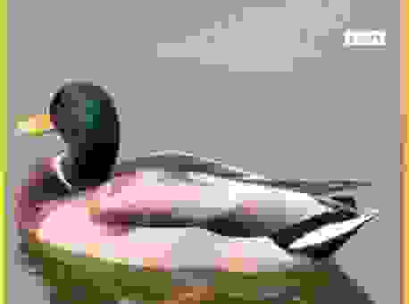 养殖鸭漂浮怎么种植？新手快速掌握种植技术！