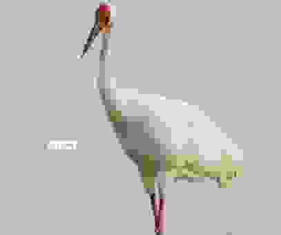 丹顶鹤的丹顶具体是哪里？了解这种鸟的常识知识点