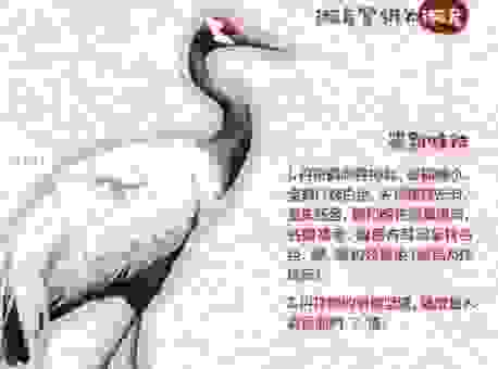 丹顶鹤的丹顶具体是哪里？了解这种鸟的常识知识点