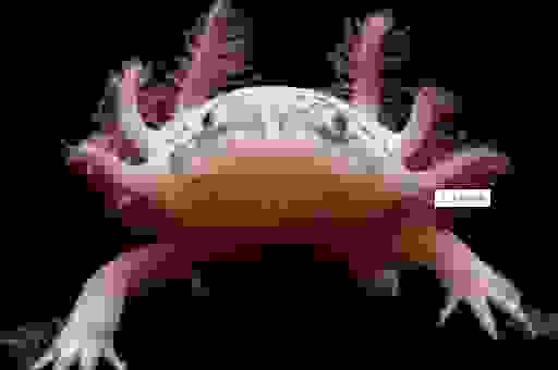 Lamprey的生存现状如何？保护这种古老物种很重要