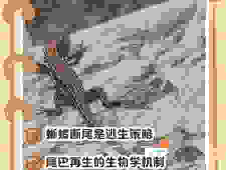 Lamprey的生存现状如何？保护这种古老物种很重要