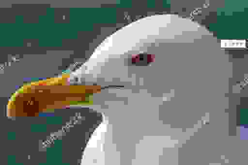 seagull怎么读?英文发音最准确的教程在这里学