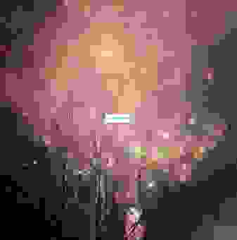 枯树开花代表什么意思?老一辈人常说的吉祥征兆!