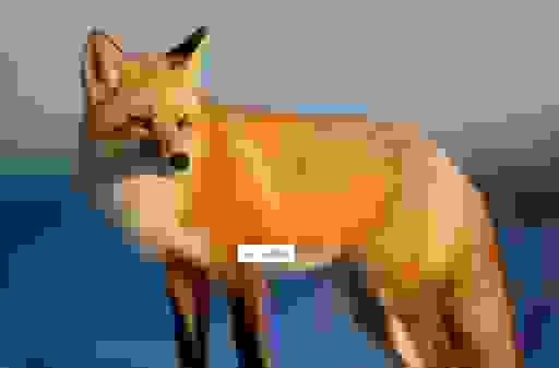 猜一猜这个动物不是狐狸不是狗前面架铡刀后面拖