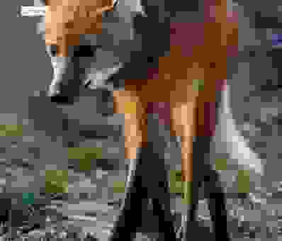 猜一猜这个动物不是狐狸不是狗前面架铡刀后面拖