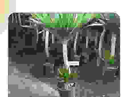 paulownia树苗怎么培育？新手也能种出好苗木