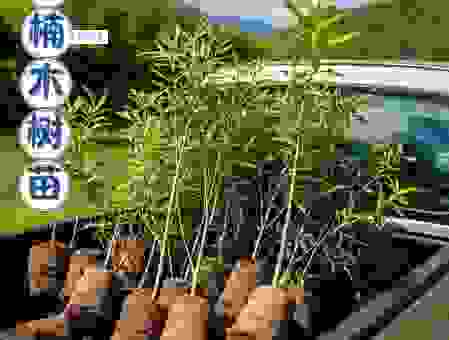 paulownia树苗怎么培育？新手也能种出好苗木