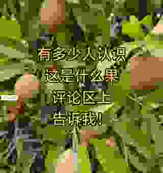 为什么大家都在问果儿是什么意思?看完你就明白了