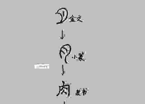 肉圃是什么意思？这个词的真正含义你真的懂吗？