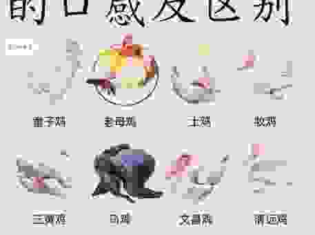 仔鸡什么意思？养殖新手必须知道的行话！