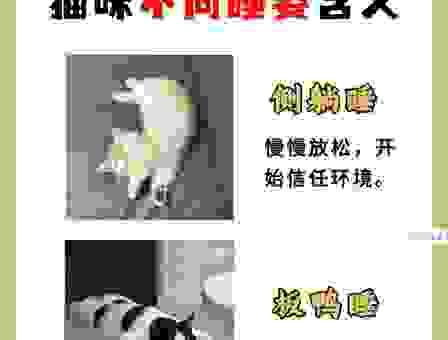 “蜷伏的意思”到底是啥？一个动作让你读懂这个词