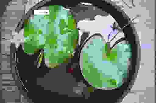 青莲到底是什么意思？很多人都读错了它的本义