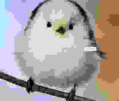 啾啾是什么意思