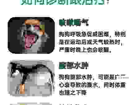 纯种犬breed的遗传病风险高不高？如何做好预防工作？
