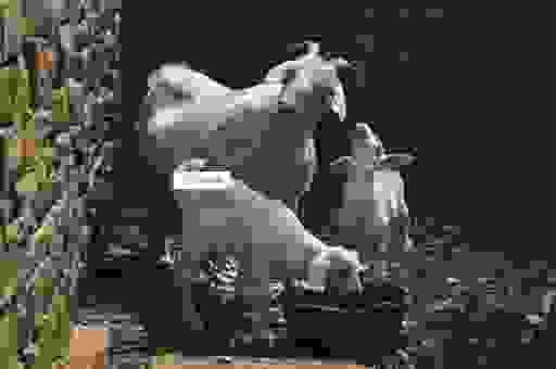 一只小羊在喝水打一字你知道答案吗？轻松搞定