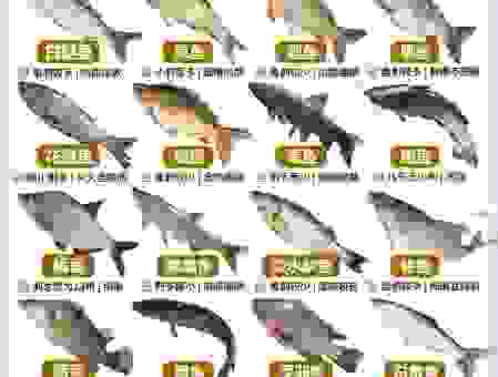 轻松搞懂牛蹄中鱼的意思！记住这几点才算明白