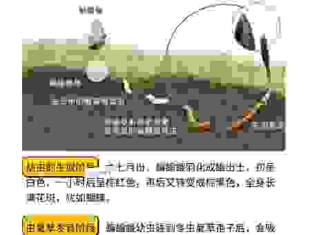 草虫是什么意思，新手养殖需要了解的基础知识有哪些